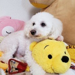 riodeka7のプロフィール画像